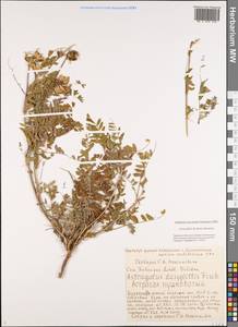 Astragalus agrestis Douglas ex Hook., Siberia, Baikal & Transbaikal region (S4) (Russia)
