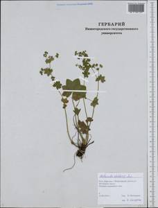 Alchemilla stellaris Juz., Eastern Europe, Northern region (E1) (Russia)