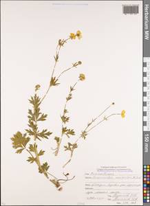 Ranunculus caucasicus M. Bieb., Caucasus, Abkhazia (K4a) (Abkhazia)