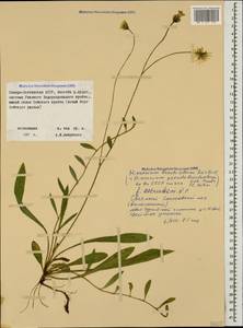 Pilosella acutifolia subsp. acutifolia, Caucasus, North Ossetia, Ingushetia & Chechnya (K1c) (Russia)