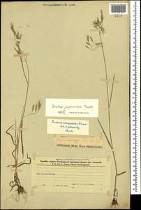Bromus japonicus Houtt., Caucasus, Azerbaijan (K6) (Azerbaijan)