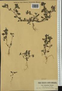 Chenopodium vulvaria L., Western Europe (EUR) (Austria)