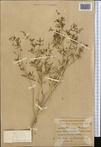 Seidlitzia rosmarinus Ehrenb. ex Boiss., Middle Asia, Pamir & Pamiro-Alai (M2) (Uzbekistan)