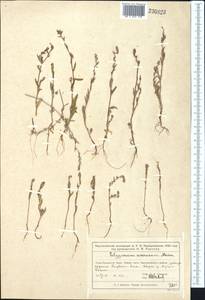 Polygonum acerosum Ledeb. ex Meisn., Middle Asia, Muyunkumy, Balkhash & Betpak-Dala (M9) (Kazakhstan)