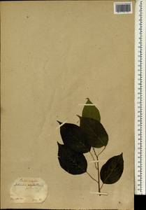 Actinidia polygama (Siebold & Zucc.) Maxim., South Asia, South Asia (Asia outside ex-Soviet states and Mongolia) (ASIA) (Japan)