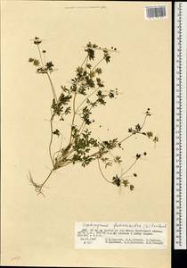 Leptopyrum fumarioides (L.) Rchb., Mongolia (MONG) (Mongolia)
