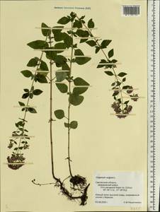 Origanum vulgare L., Eastern Europe, Western region (E3) (Russia)