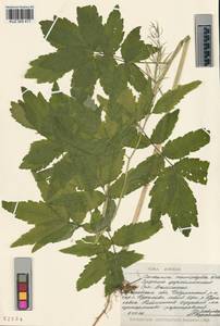 KUZ 005 417, Cardamine macrophylla Willd., Siberia, Altai & Sayany Mountains (S2) (Russia)