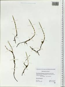 Equisetum arvense L., Siberia, Baikal & Transbaikal region (S4) (Russia)