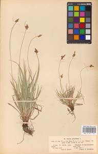Carex pilulifera L., Eastern Europe, Latvia (E2b) (Latvia)