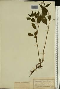Solanum dulcamara L., Eastern Europe, Moscow region (E4a) (Russia)