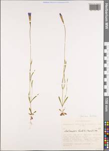 Gentianopsis barbata (Froel.) Ma, Siberia, Altai & Sayany Mountains (S2) (Russia)