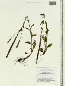 Veronica spicata L., Eastern Europe, Middle Volga region (E8) (Russia)