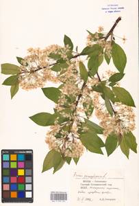 Prunus pensylvanica L. fil., Eastern Europe, Moscow region (E4a) (Russia)