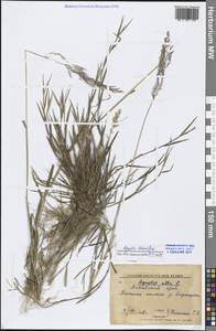 Agrostis stolonifera L., Siberia, Altai & Sayany Mountains (S2) (Russia)