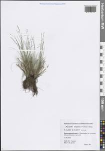 Puccinellia hauptiana (V.I.Krecz.) Kitag., Siberia, Central Siberia (S3) (Russia)