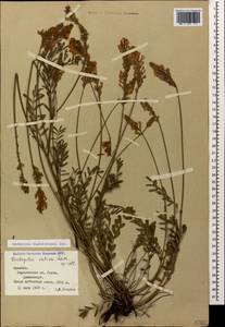 Onobrychis biebersteinii Sirj., Caucasus, Armenia (K5) (Armenia)