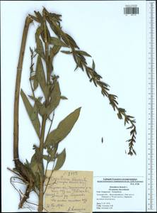 Oenothera biennis L., Eastern Europe, Central region (E4) (Russia)