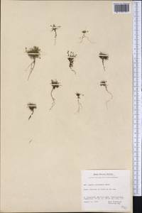 Sagina nivalis (Lindblad) Fr., America (AMER) (Greenland)