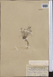 Astragalus scabrisetus Bong., Middle Asia, Caspian Ustyurt & Northern Aralia (M8) (Kazakhstan)