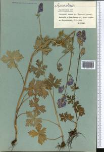 Aconitum nemorum Popov, Middle Asia, Northern & Central Tian Shan (M4) (Kyrgyzstan)