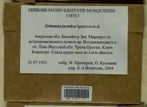Grimmia jacutica Ignatova, Bedn.-Ochyra, Afonina & J. Muñoz, Bryophytes, Bryophytes - Russian Far East (excl. Chukotka & Kamchatka) (B20) (Russia)
