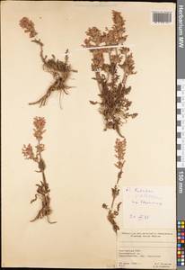 Pedicularis violascens Schrenk ex Fisch. & C.A. Mey., Middle Asia, Northern & Central Tian Shan (M4) (Kyrgyzstan)