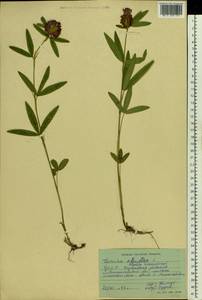 Trifolium alpestre L., Eastern Europe, South Ukrainian region (E12) (Ukraine)