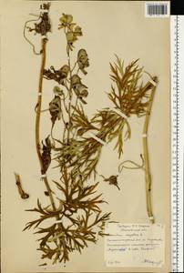Aconitum napellus, Eastern Europe, Moscow region (E4a) (Russia)
