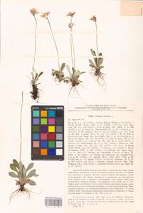 Primula farinosa L., Eastern Europe, North-Western region (E2) (Russia)