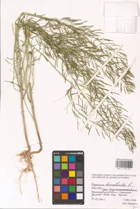 Erysimum cheiranthoides L., Eastern Europe, Central region (E4) (Russia)