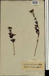 Schistostephium hippiifolium (DC.) Hutch., Africa (AFR) (South Africa)