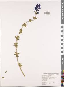 Salvia sclarea L., Eastern Europe, Central region (E4) (Russia)
