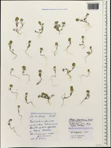 Alyssum turkestanicum Regel & Schmalh. ex Regel, Caucasus, Stavropol Krai, Karachay-Cherkessia & Kabardino-Balkaria (K1b) (Russia)