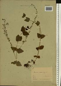 Veronica chamaedrys L., Eastern Europe, Belarus (E3a) (Belarus)
