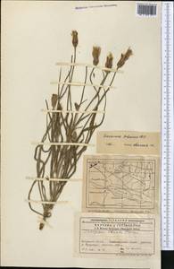 Pseudopodospermum pubescens (DC.) Zaika, Sukhor. & N. Kilian, Middle Asia, Western Tian Shan & Karatau (M3) (Kazakhstan)