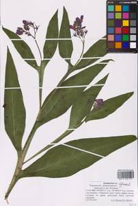 Symphytum officinale L., Eastern Europe, North-Western region (E2) (Russia)