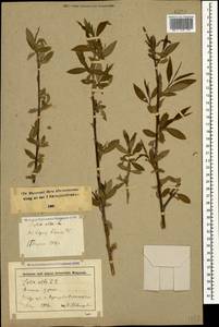 Salix alba L., Caucasus, Stavropol Krai, Karachay-Cherkessia & Kabardino-Balkaria (K1b) (Russia)