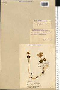 Anemone nemorosa L., Eastern Europe, Eastern region (E10) (Russia)