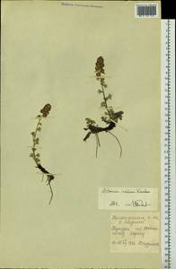 Artemisia furcata subsp. insulana (Krasch.) Vorosch., Siberia, Chukotka & Kamchatka (S7) (Russia)