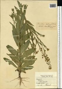 Camelina sativa (L.) Crantz, Eastern Europe, Central forest-and-steppe region (E6) (Russia)