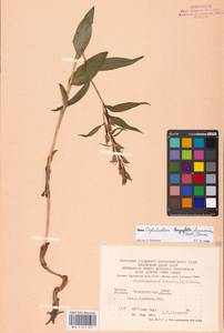 Cephalanthera damasonium (Mill.) Druce, Eastern Europe, West Ukrainian region (E13) (Ukraine)