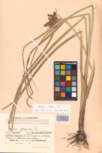 Cyperus longus L., Eastern Europe, South Ukrainian region (E12) (Ukraine)