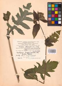 Cirsium oleraceum (L.) Scop., Eastern Europe, Moscow region (E4a) (Russia)