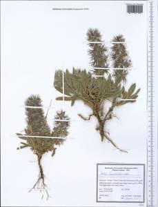 Stachys lavandulifolia Vahl, South Asia, South Asia (Asia outside ex-Soviet states and Mongolia) (ASIA) (Iran)