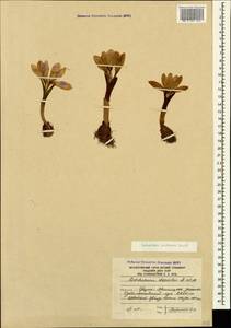 Colchicum raddeanum (Regel) K.Perss., Caucasus, South Ossetia (K4b) (South Ossetia)