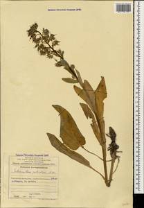 Solenanthus circinnatus Ledeb., Caucasus, Azerbaijan (K6) (Azerbaijan)