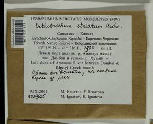Lewinskya striata (Hedw.) F. Lara, Garilleti & Goffinet, Bryophytes, Bryophytes - North Caucasus & Ciscaucasia (B12) (Russia)