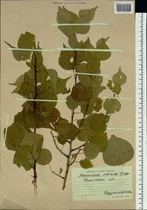 Prunus sibirica L., Siberia, Baikal & Transbaikal region (S4) (Russia)