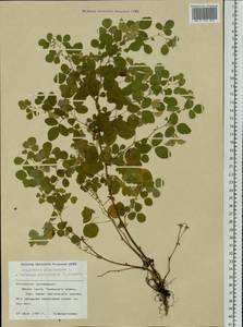 Medicago platycarpos (L.) Trautv., Siberia, Altai & Sayany Mountains (S2) (Russia)